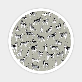 Many Husky dogs Magnet